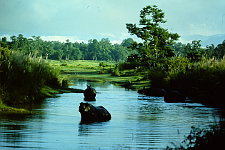 Nashorn im Chitwan Nationalpark