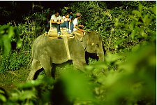 Elephant ride in the Terai in Nepal.