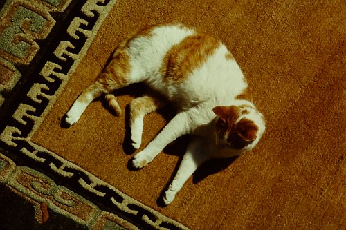 Natürliche Katze auf pflanzenfarbenem Tibet Teppich.