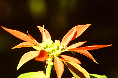 beautiful-flower-dark-background