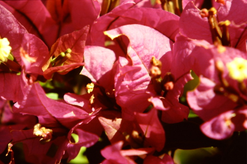 birma-red-flowers