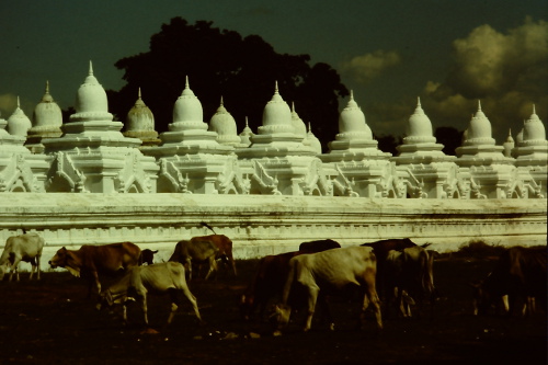 mandalay-cattle