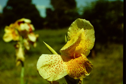 beautiful-yellow-flower