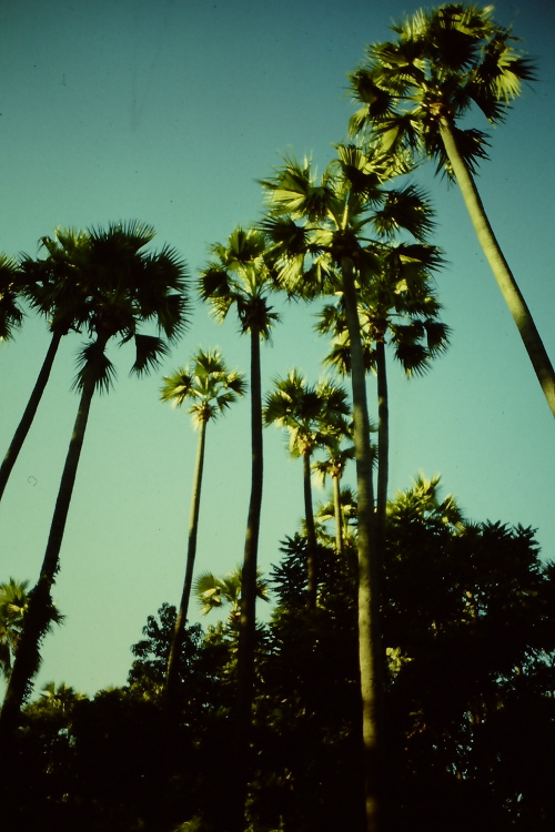 pagan-high-palm-trees