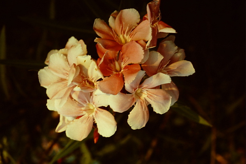 pagan-pink-flower