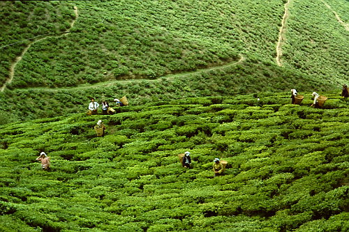 darjeeling-tea-harvest