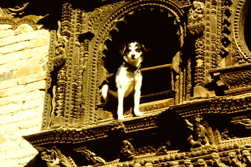 dog-and-window