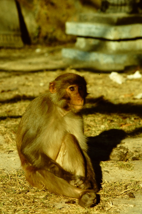 monkey-swayambhunath