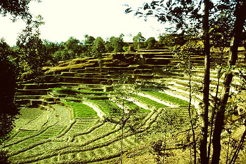 terrace-fields-nepal