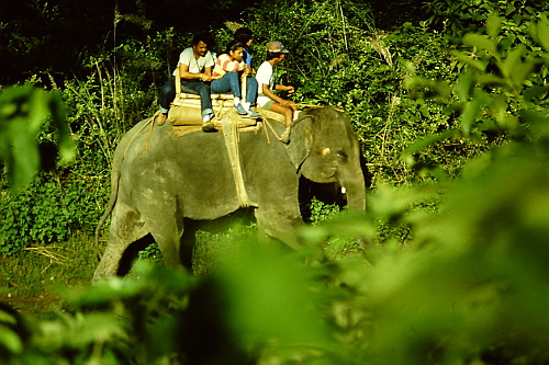 chitwan-elephant-ride