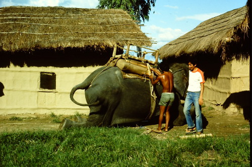 chitwan-park-elephant