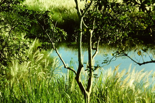 chitwan-park-high-grass