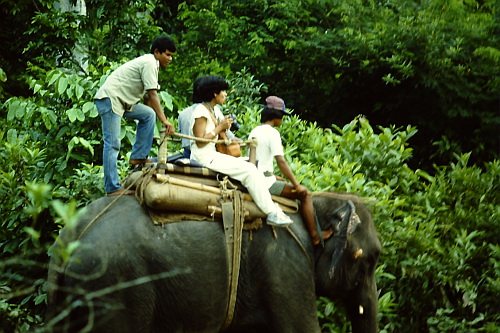 elephant-excursion