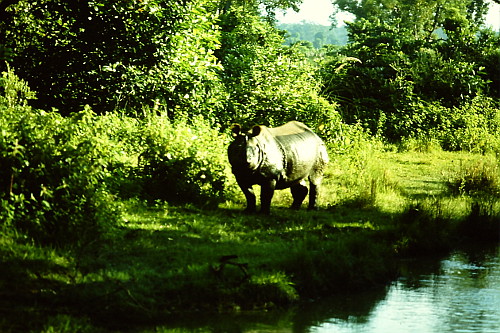 rhino-chitwan