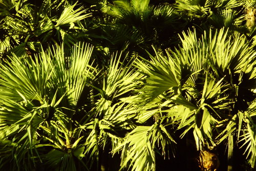 terai-forest-plants
