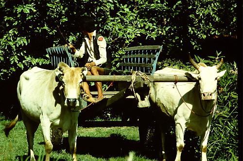 terai-ox-cart