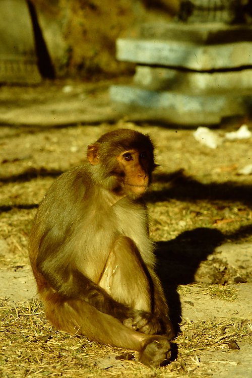 swayambhunath16